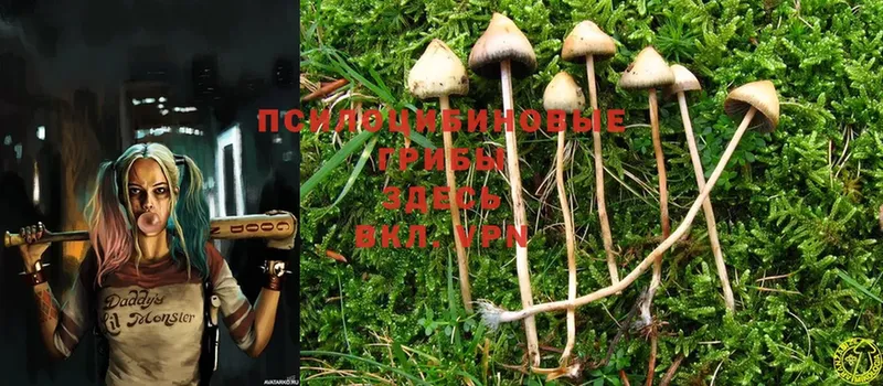 где продают   Благовещенск  omg как зайти  Галлюциногенные грибы Cubensis 